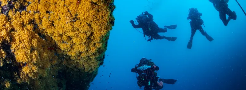 Plongeurs explorent un récif corallien bleu et ensoleillé