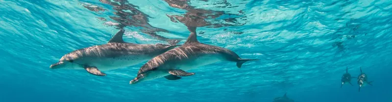 Trois dauphins nagent dans une eau turquoise claire et ensoleillée