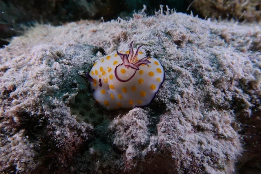 Nudibranche blanche et jaune à pois sur un fond rocheux