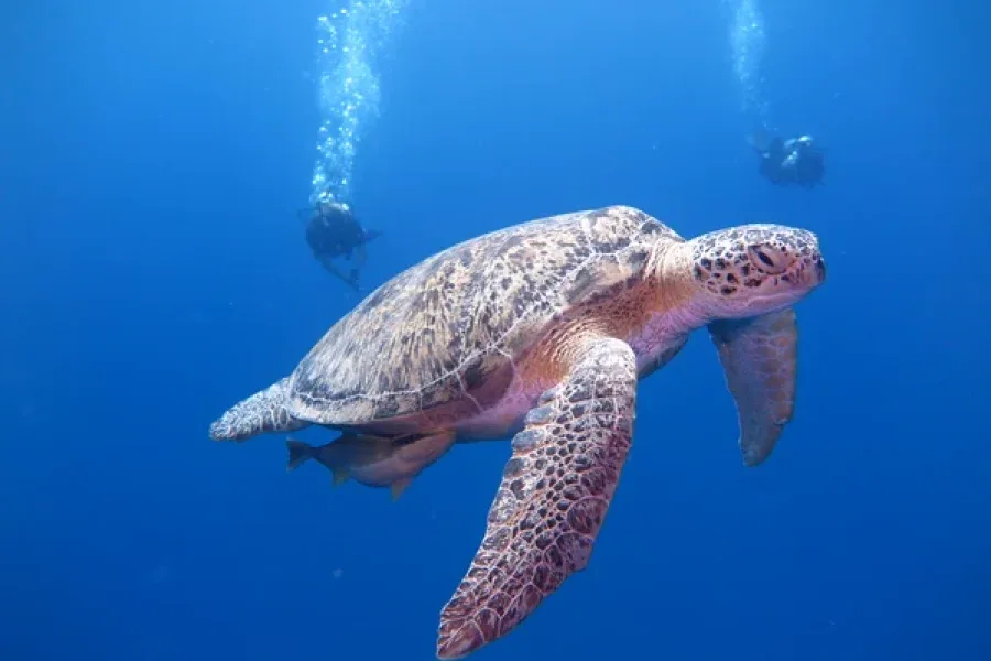 Tortue marine nageant en profondeur avec deux plongeurs en arrière-plan