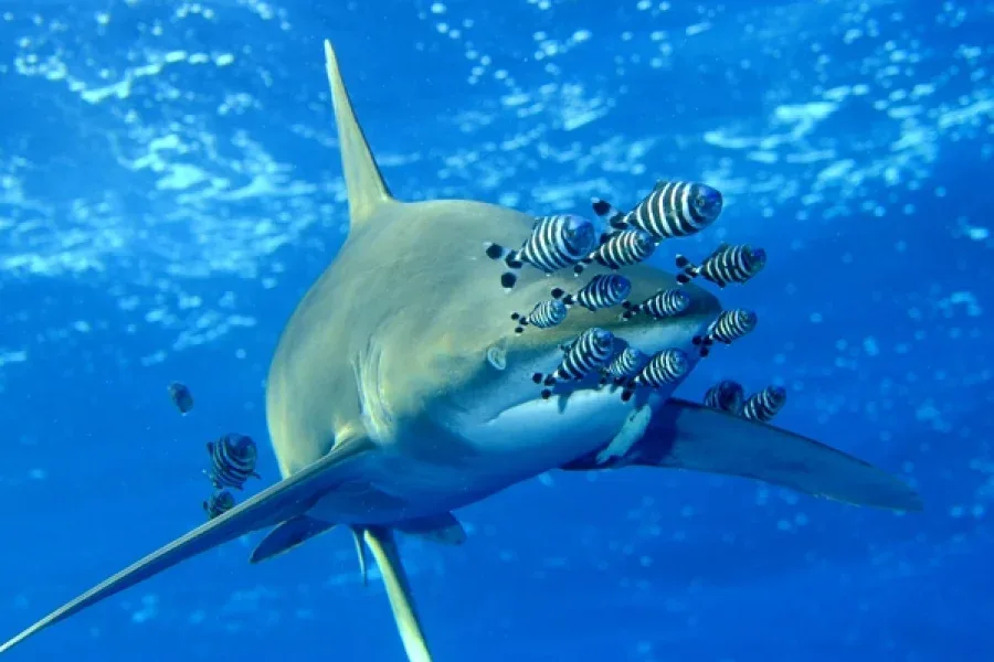 Requin de récif entouré d'un banc de poissons rayés bleus