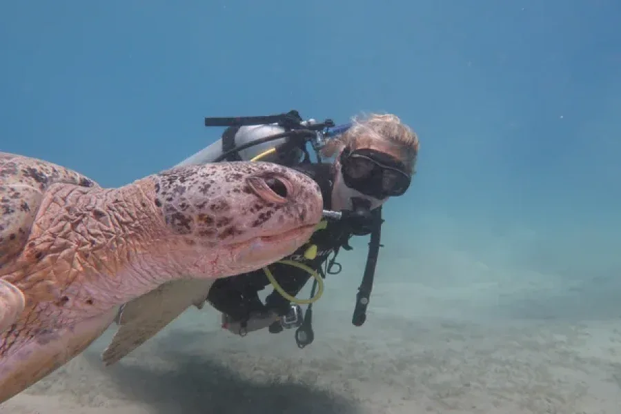 Plongeuse face à face avec une tortue marine en milieu aquatique