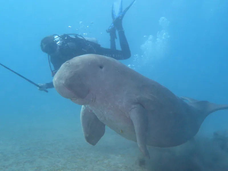 Un plongeur interagit avec un dugong dans un environnement marin bleu
