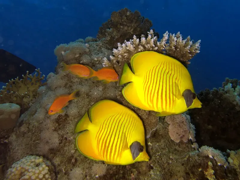 Poissons papillons jaunes et orange sur un récifal corallien