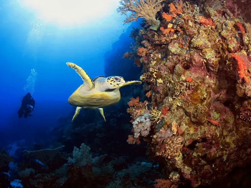 Tortue marine nageant près d'un récif corallien coloré et d'un plongeur