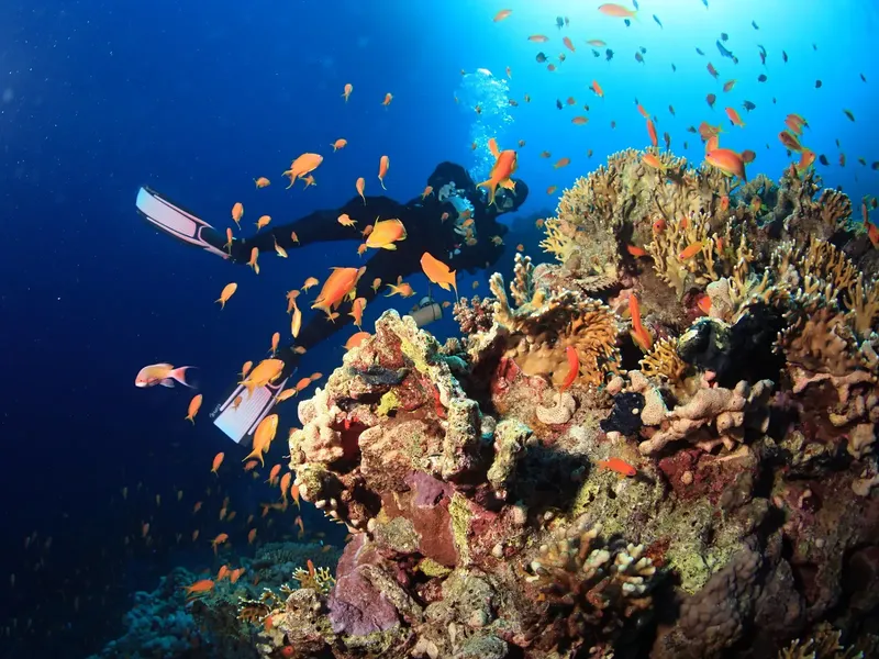 Plongeur explorant un récif corallien peuplé de petits poissons colorés