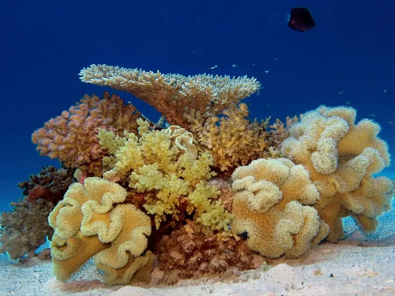 Coraux colorés et poissons dans un environnement sous-marin ensoleillé