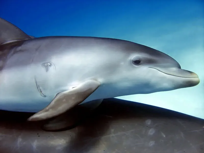 Dauphin nageant dans l'eau bleue, regardant vers la droite