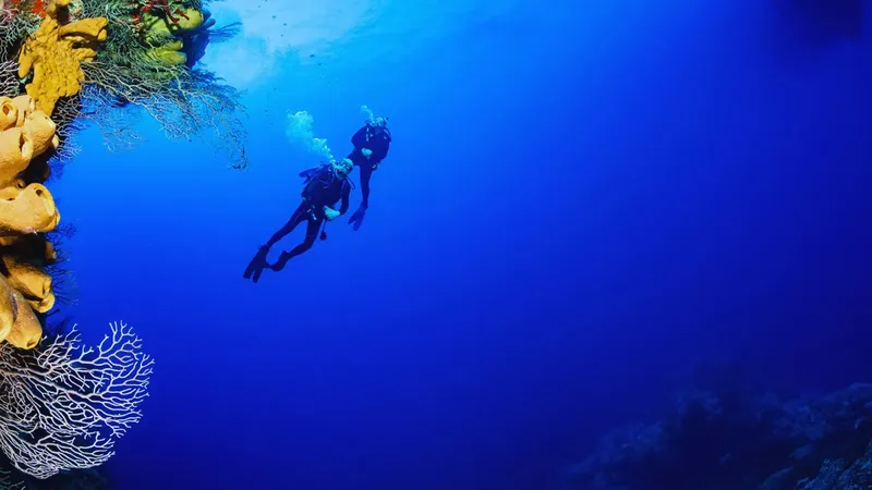 Deux plongeurs explorent un récifal corallien dans l'eau bleue