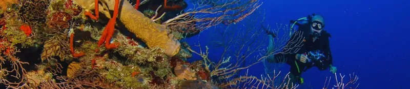 Plongeur explorant un récif corallien coloré en profondeur