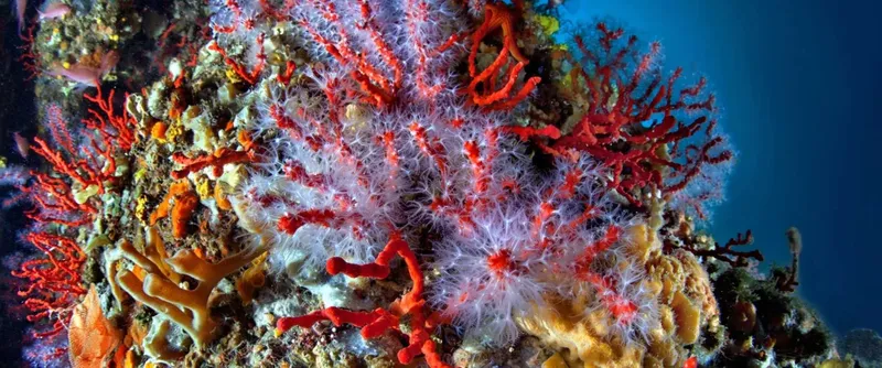 Coraux rouges et formations rocheuses colorées sous l'eau, vie marine