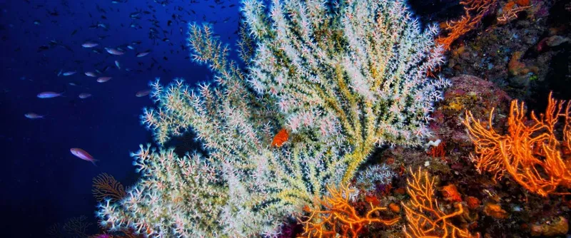 Coraux gorgones blancs et oranges, banc de poissons bleus, fond marin
