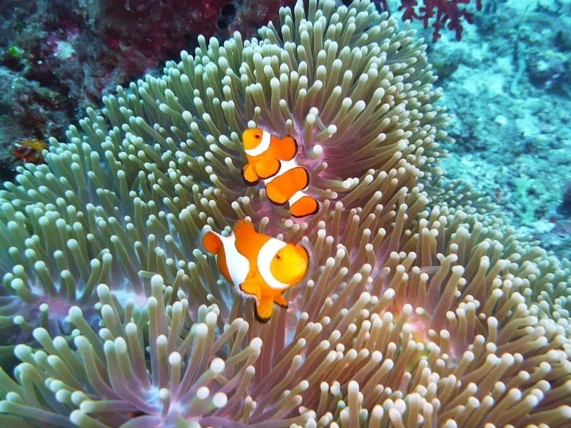 Deux poissons clowns se cachent dans une anémone de mer colorée