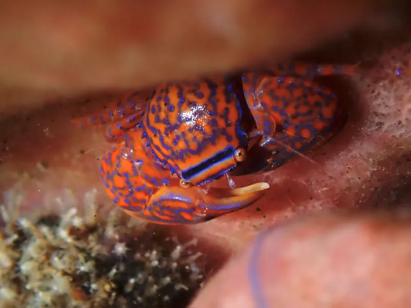 Crabe bleu et orange sur corail, photographie sous-marine colorée