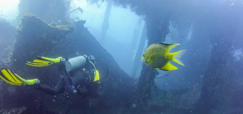 Plongeur et poisson jaune près d'une structure sous-marine