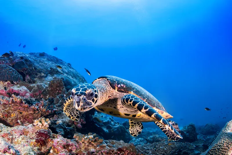 Tortue marine nageant paisiblement au milieu d'un récif corallien coloré