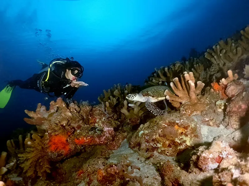 Plongeur observant une tortue marine nageant près d'un récif corallien