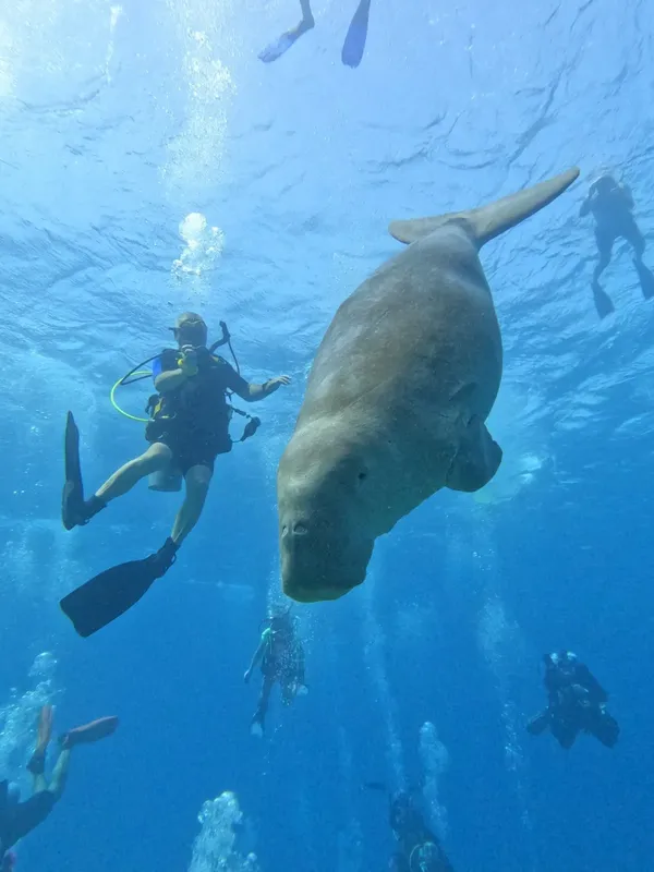 Plongeurs interagissent avec un otarie curieux dans l'eau bleue