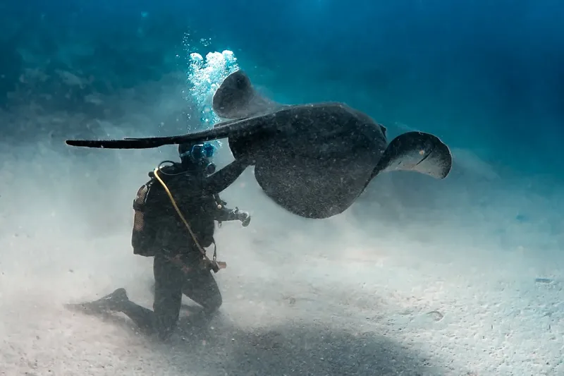Plongeur interagissant avec une raie manta dans un environnement sous-marin