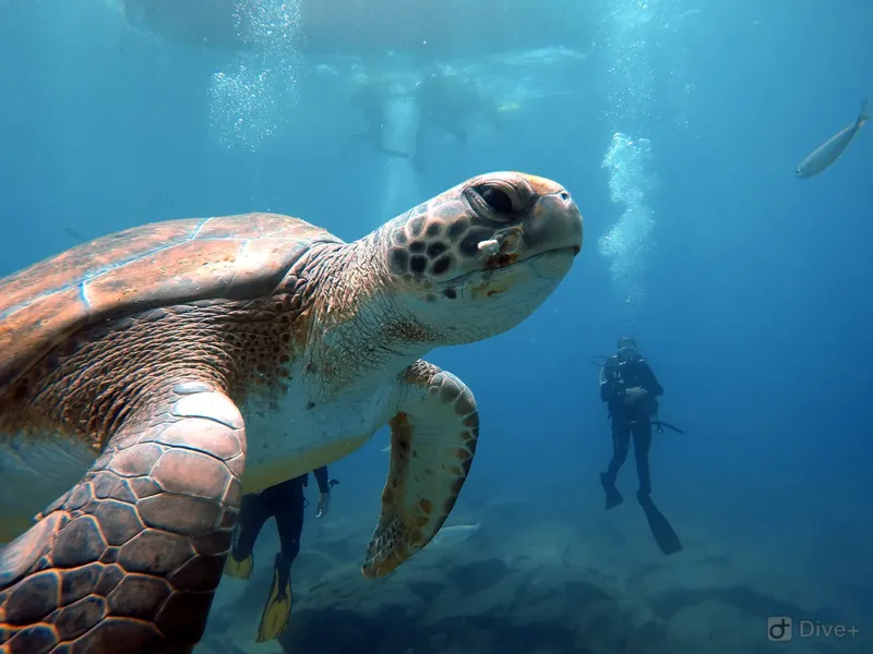 Tortue marine nageant paisiblement avec un plongeur en arrière-plan