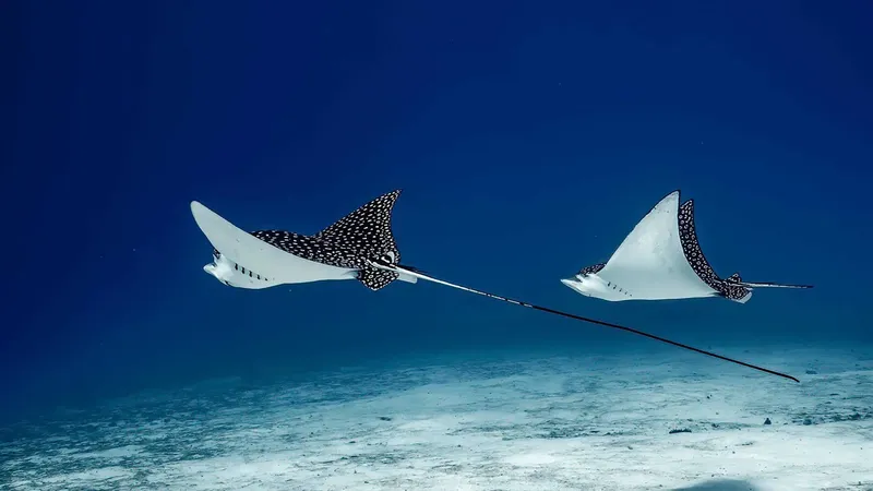 Deux raies manta nagent gracieusement dans l'eau bleue et limpide