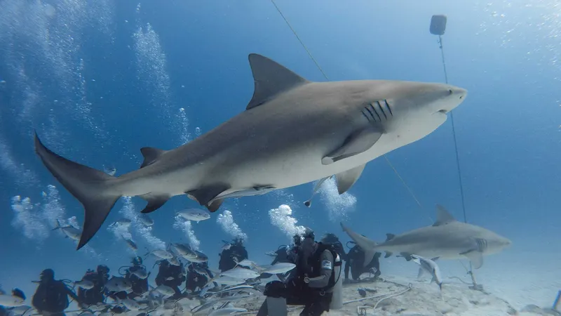 Plongeurs observant des requins de sable dans une eau claire