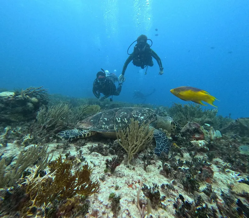 Deux plongeurs explorent un récif corallien avec une tortue et un poisson