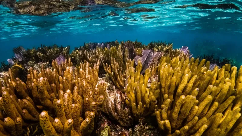 Coraux colorés et poissons tropicaux dans un récif sous-marin ensoleillé