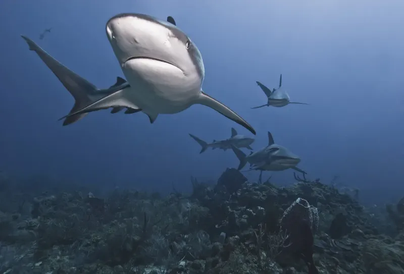 Plusieurs requins nagent dans une eau bleue au-dessus d'un récif corallien