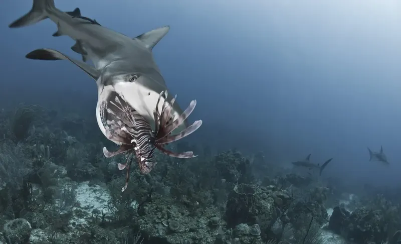 Requin se nourrissant d'un poisson-lion dans un récif corallien
