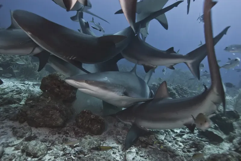 Groupe de requins gris au repos sur un fond rocheux