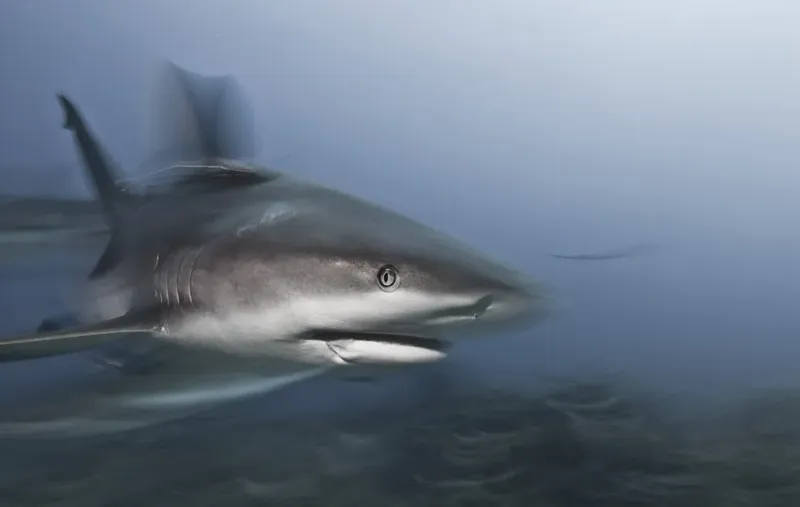 Requin de récif gris nageant dans l'eau bleue, vue de profil