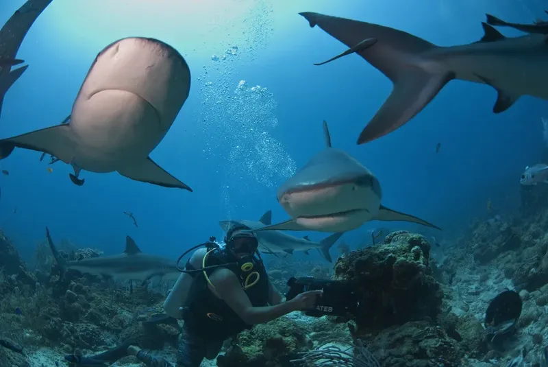 Plongeur avec des requins de récif dans une eau bleue claire