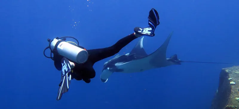 Plongeur en interaction avec une raie manta dans l'eau bleue