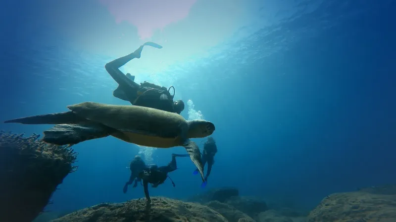 Plongeurs observant une tortue de mer nageant dans l'eau bleue