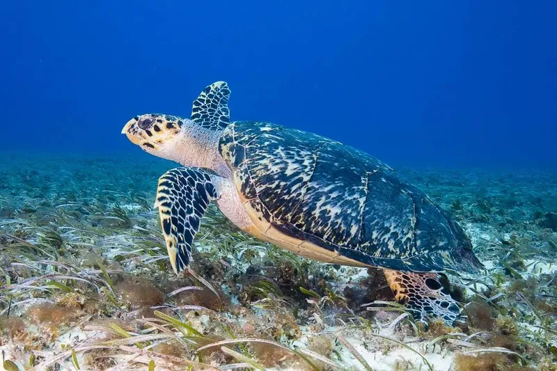 Tortue marine nageant paisiblement au-dessus d'un fond marin herbeux