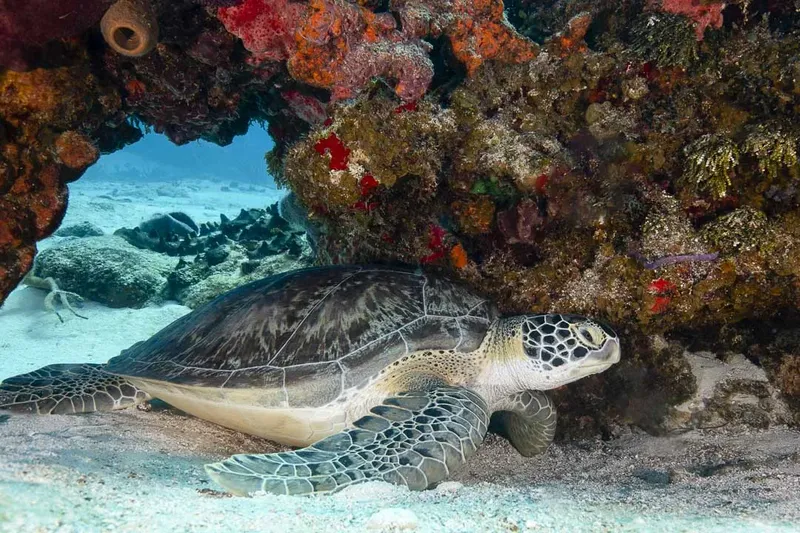 Tortue marine nageant près d'un récif corallien coloré en mer