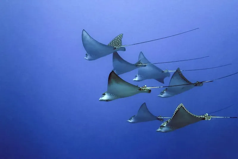 Raies manta évoluent gracieusement dans l'eau bleue, nageoires déployées