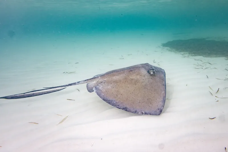 Raie manta vue de dessus sur fond sableux clair et eau turquoise