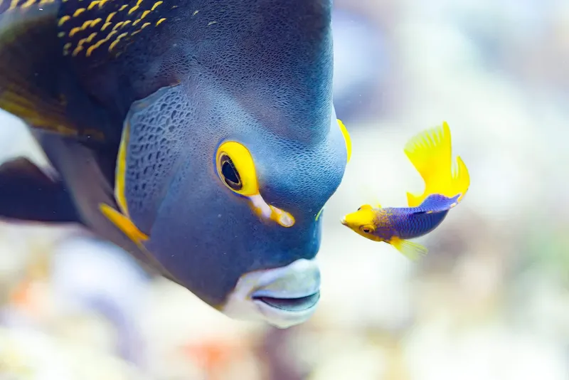 Deux poissons tropicaux colorés nagent ensemble dans un récif corallien
