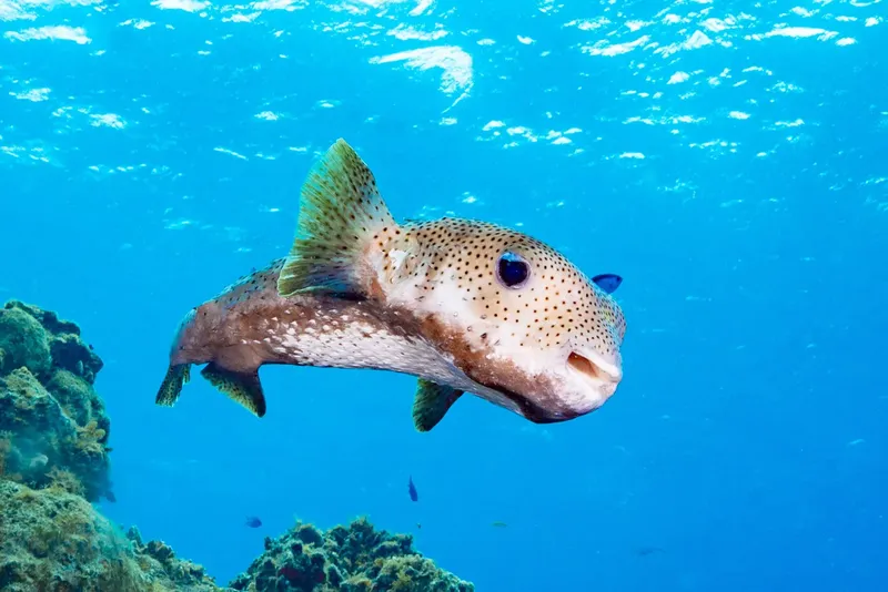 Poisson-globe nageant dans l'eau bleue au milieu des coraux