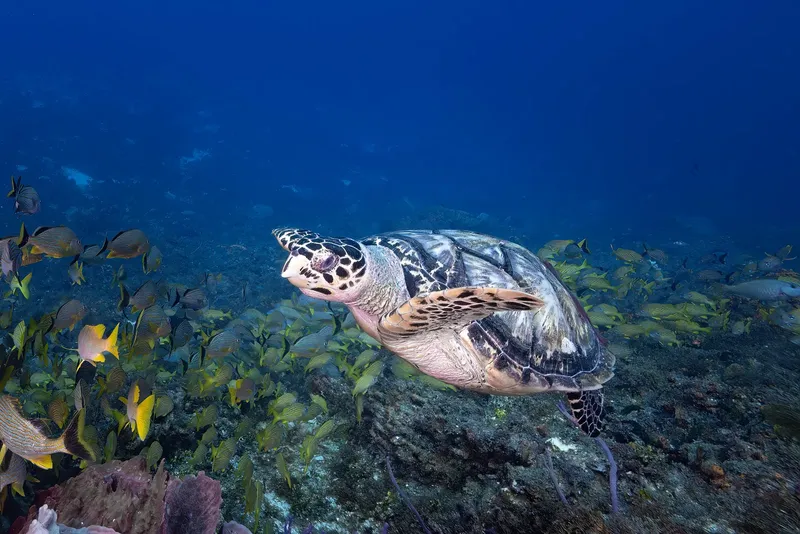 Tortue marine nageant paisiblement au milieu d'un banc de poissons colorés
