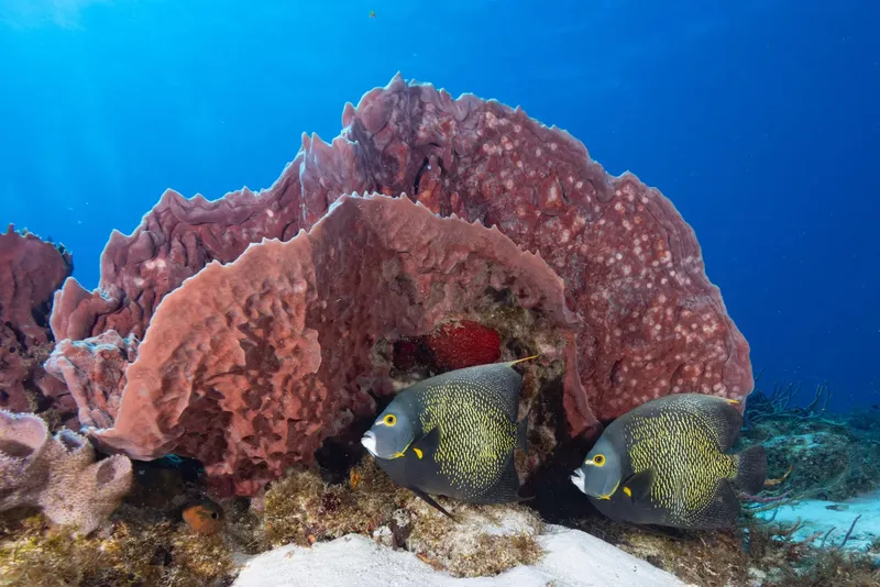 Deux poissons anges rayés se cachent près d'une éponge corallienne