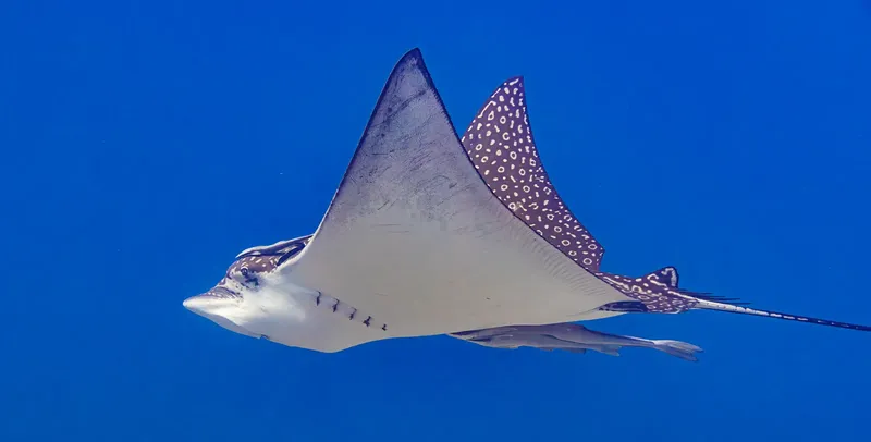 Raie manta nageant gracieusement dans l'eau bleue, vue sous-marine