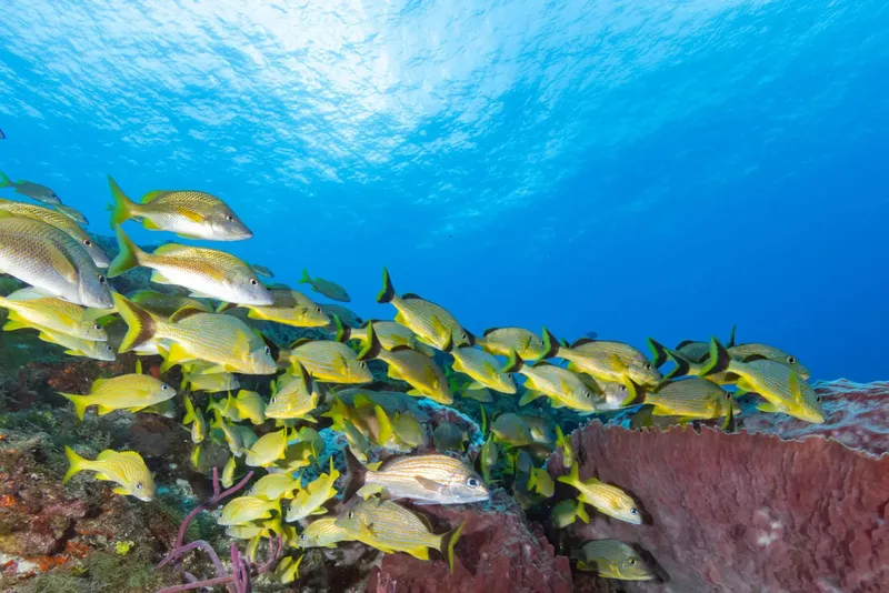 Banc de poissons jaunes et dorés nageant au-dessus d'un récifal corallien