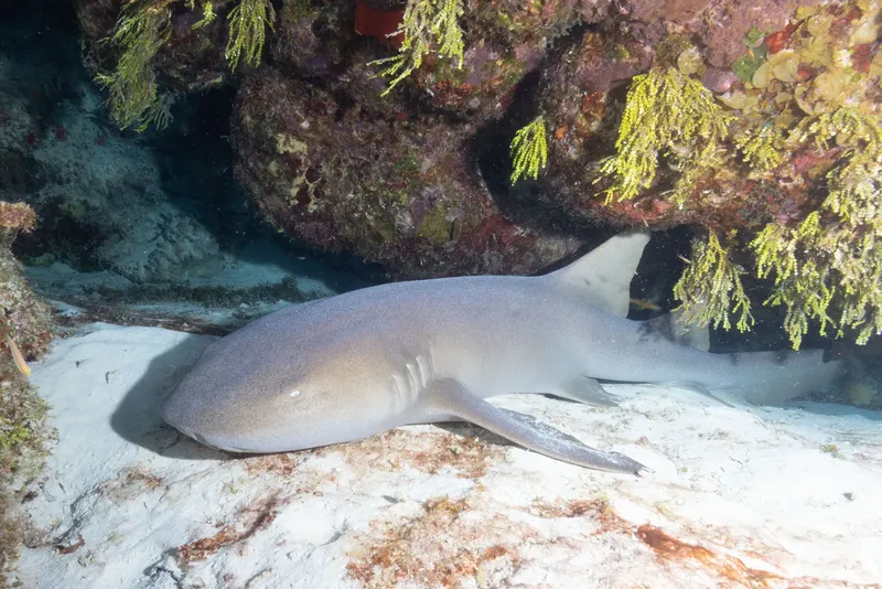 Requin reposant sur le fond marin, coraux et sable clair