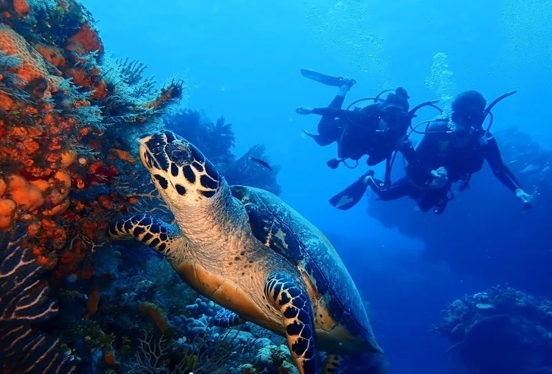 Plongeurs et tortue marine nagent ensemble dans un récif corallien