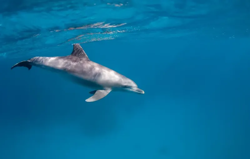 Dauphin nageant librement dans une eau turquoise claire et limpide