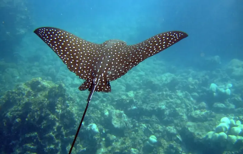 Raie manta nageant au-dessus d'un fond marin corallien clair