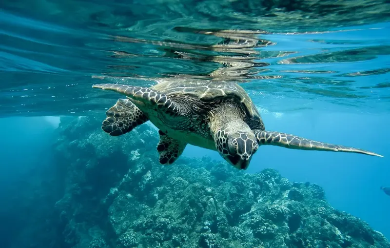 Tortue marine nageant paisiblement au-dessus d'un récifal corallien bleu turquoise